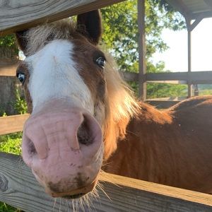 Meet your Posher, Jerica